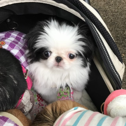 久しぶりの小金井公園お散歩会と来週の楽しみ♡の記事動画