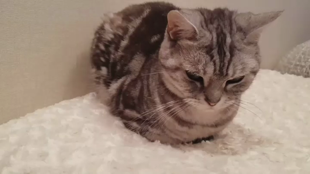 半年経ちましたの記事動画