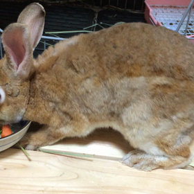 三角食べ？の画像