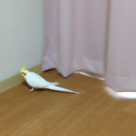 ペコダンス♡の画像