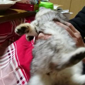 新しい家族が来て１ヶ月o(^o^)oの画像