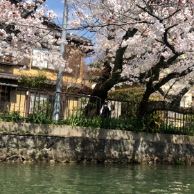 京都へ桜を愛でにいってきましたの画像