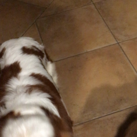保護犬 ゴールデン カツオ ➕キャバリア 梅ちゃんのサムネイル画像