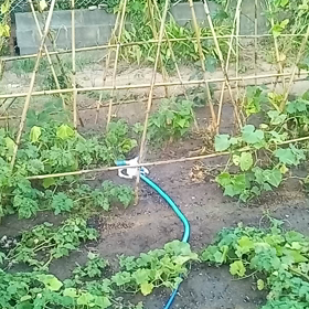 面倒な水やりを解消の画像