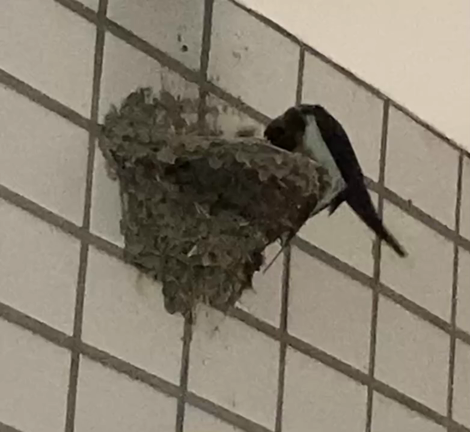 鳥は2度生まれる、人も2度生まれるの記事動画