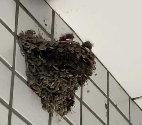 鳥は2度生まれる、人も2度生まれるの記事動画