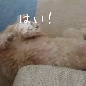 はい！なでてくださいの画像