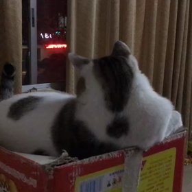 猫の画像