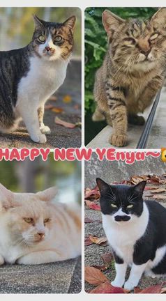 地域猫から新年のご挨拶の記事動画