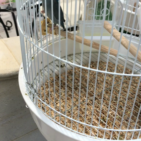 花小金井　ペットショップよりの画像