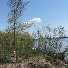 オンタリオ湖おまけの画像