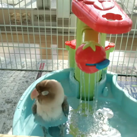 それぞれの水浴びの画像