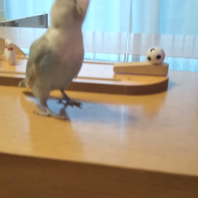 ボーリングの画像