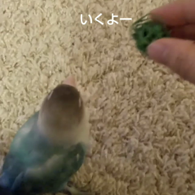 ちょうだいはできるの画像