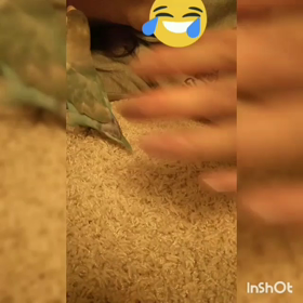 じゃれるインコの画像