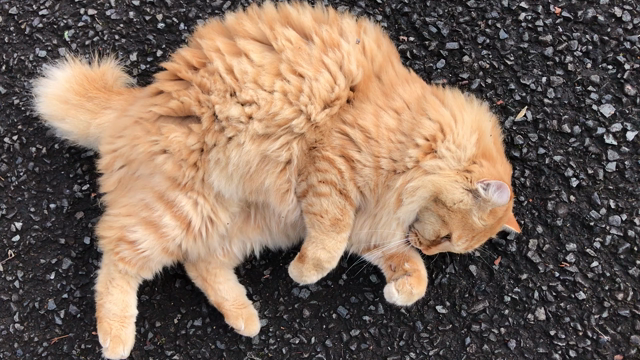 久しぶりにニャンコ見つけました〜♪(*´ω｀*)の記事動画