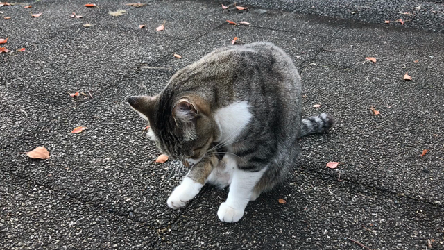 久しぶりにニャンコ見つけました〜♪(*´ω｀*)の記事動画