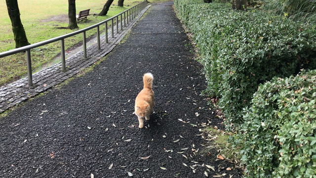久しぶりにニャンコ見つけました〜♪(*´ω｀*)の記事動画
