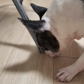 １度の画像