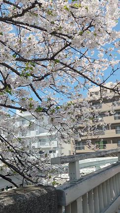 教室から音大へ♪の記事動画