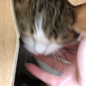 最強サプリの画像