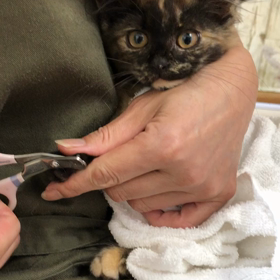 はじめましてにゃ。の画像