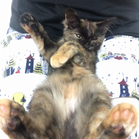なぜここでの画像