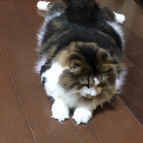 大好きなおもちゃの画像