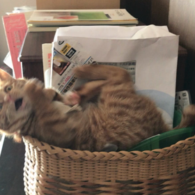今日はそこかい?の画像