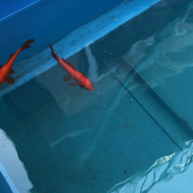 魚投入の画像