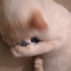 保護猫のソルトくんの画像