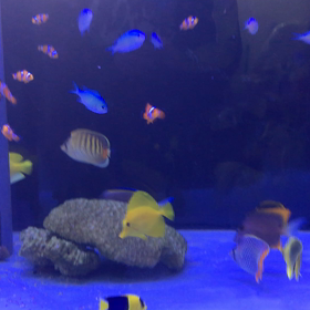 海水魚入荷の画像