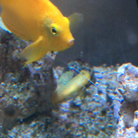 昨日入荷の海水魚の画像