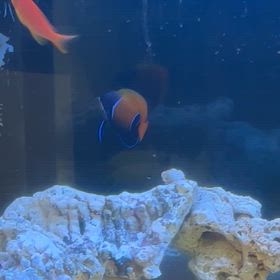 5月17日に入荷の魚たちの画像