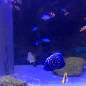 海水魚入荷の画像