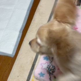 おてとおすわりの画像