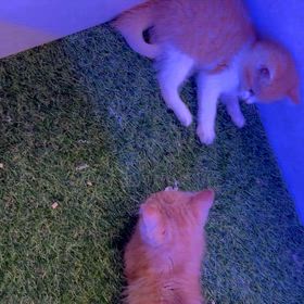 スコティッシュの仔猫たちの画像