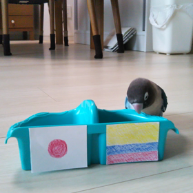 占いインコ動画の画像