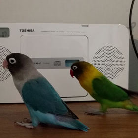 この声はどこから？？の画像