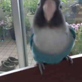 アオちゃん動画の画像