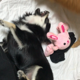 じゃれあい？の画像