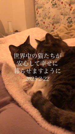 2/22　猫の日に寄せての記事動画