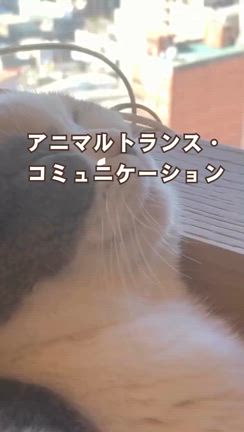 ペットの本音を聞いたら、こんなに変わった・・！アニマルトランス・コミュニケーションの記事動画