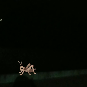 鈴虫がの画像