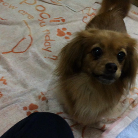 3泊お預かりだったさくらちゃんの画像