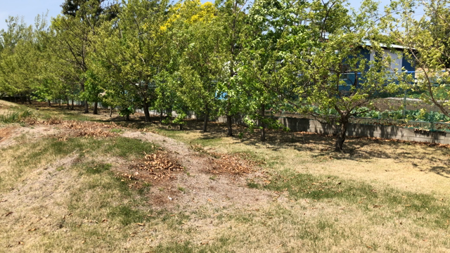 湘南ドッグ・ラ・ンの記事動画