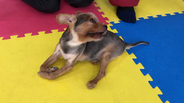 ペットカイロの記事動画