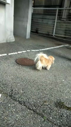 ペキニーズの記事動画