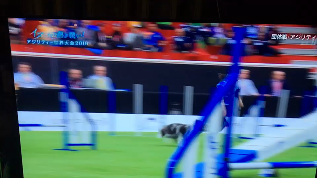 アジリティーの記事動画