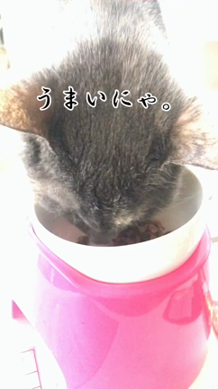 スーパーねこの日キャンペーンってことで…②の記事動画